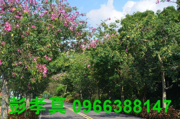 淡水農地-12